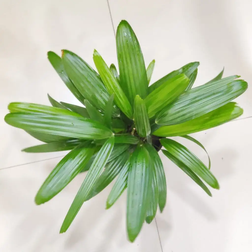 rhapis excelsa feng shui placement