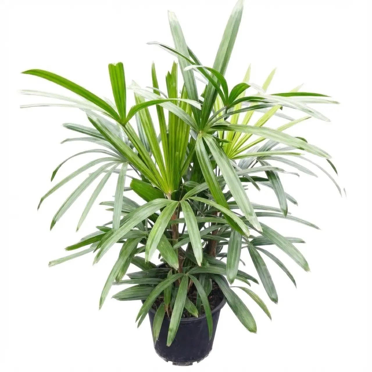 rhapis excelsa living room corner