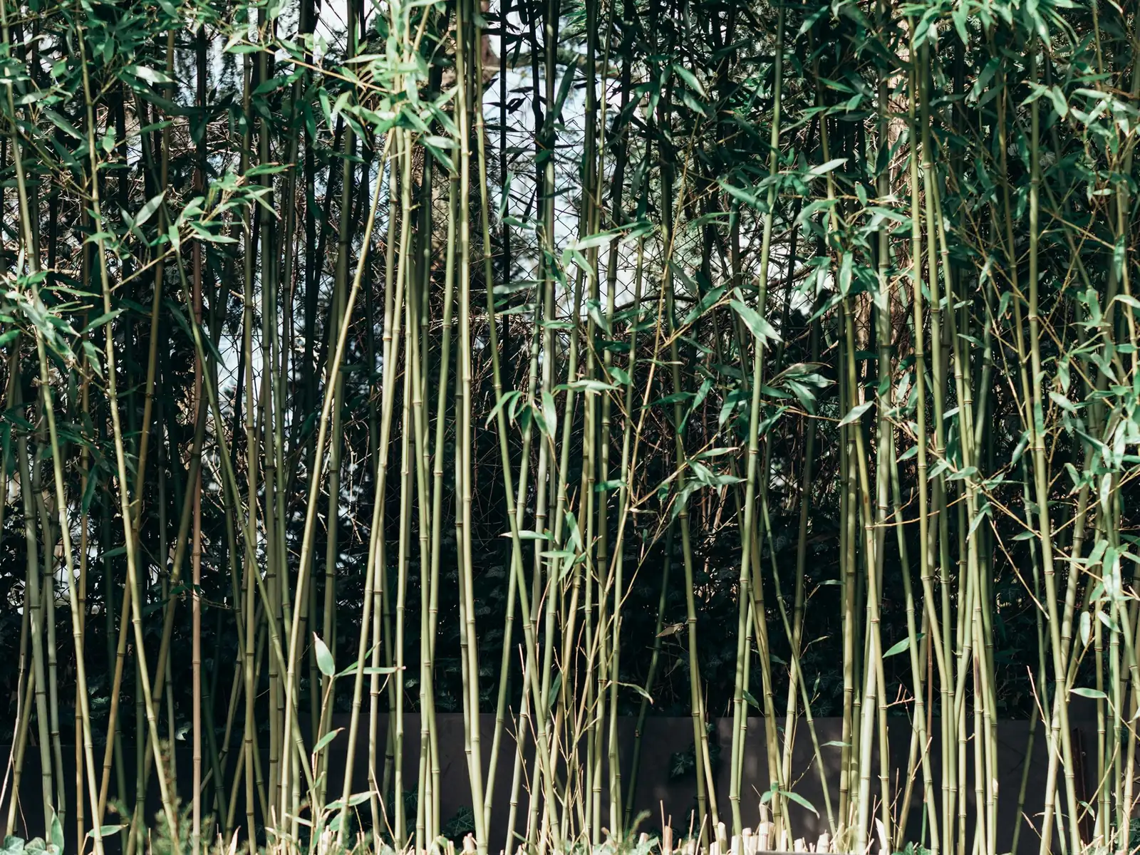 棕竹的家居搭配指南：让你的空间焕然一新