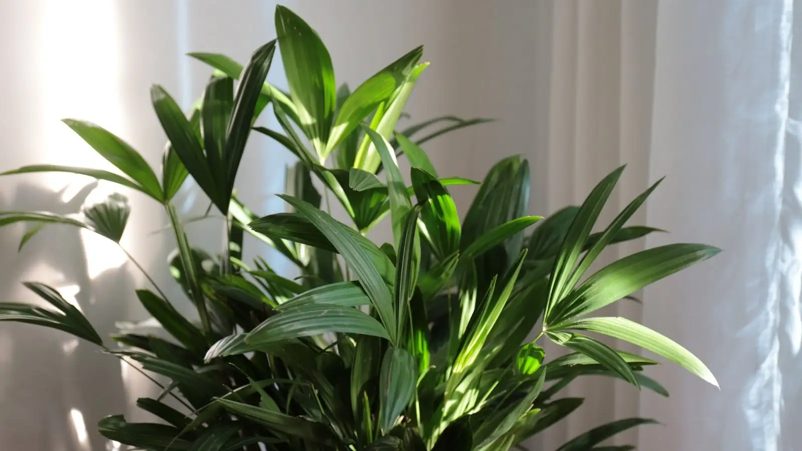 rhapis excelsa in living room corner
