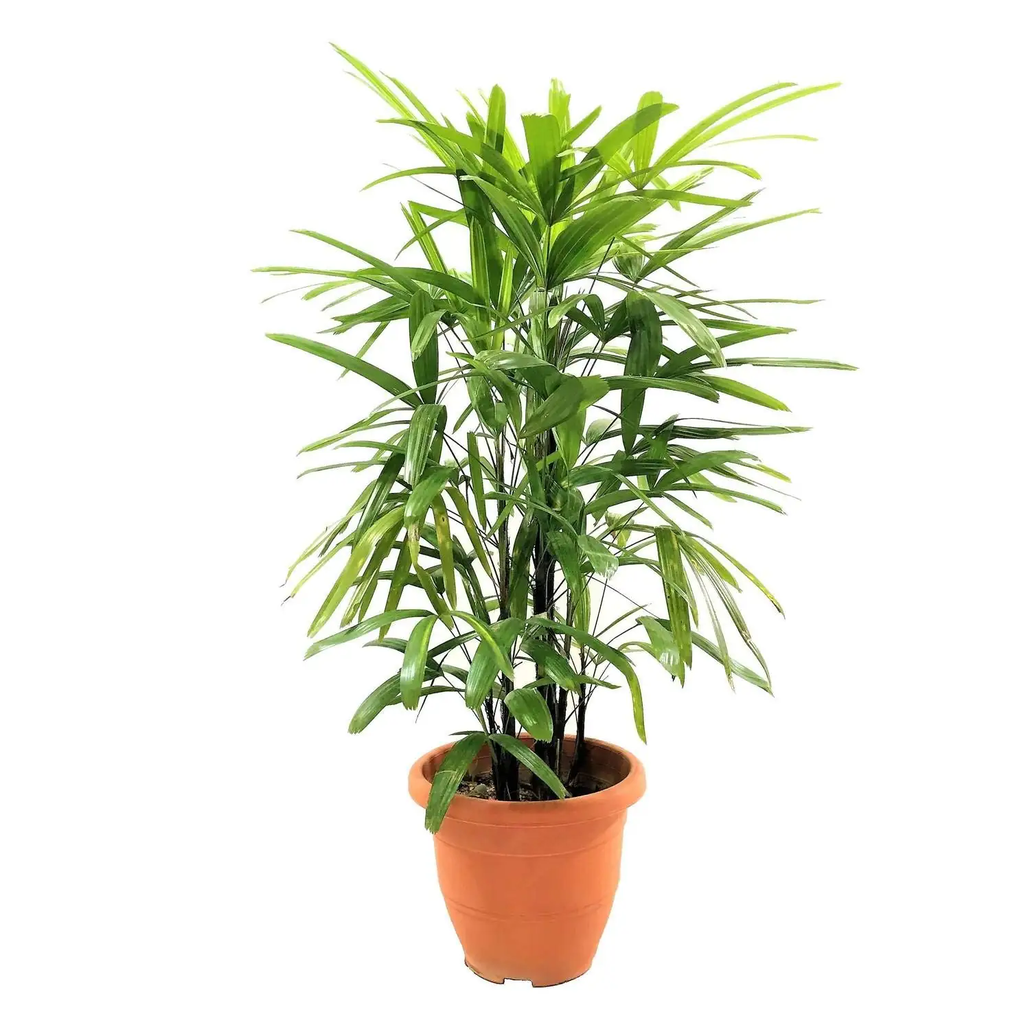 rhapis excelsa with bamboo furniture