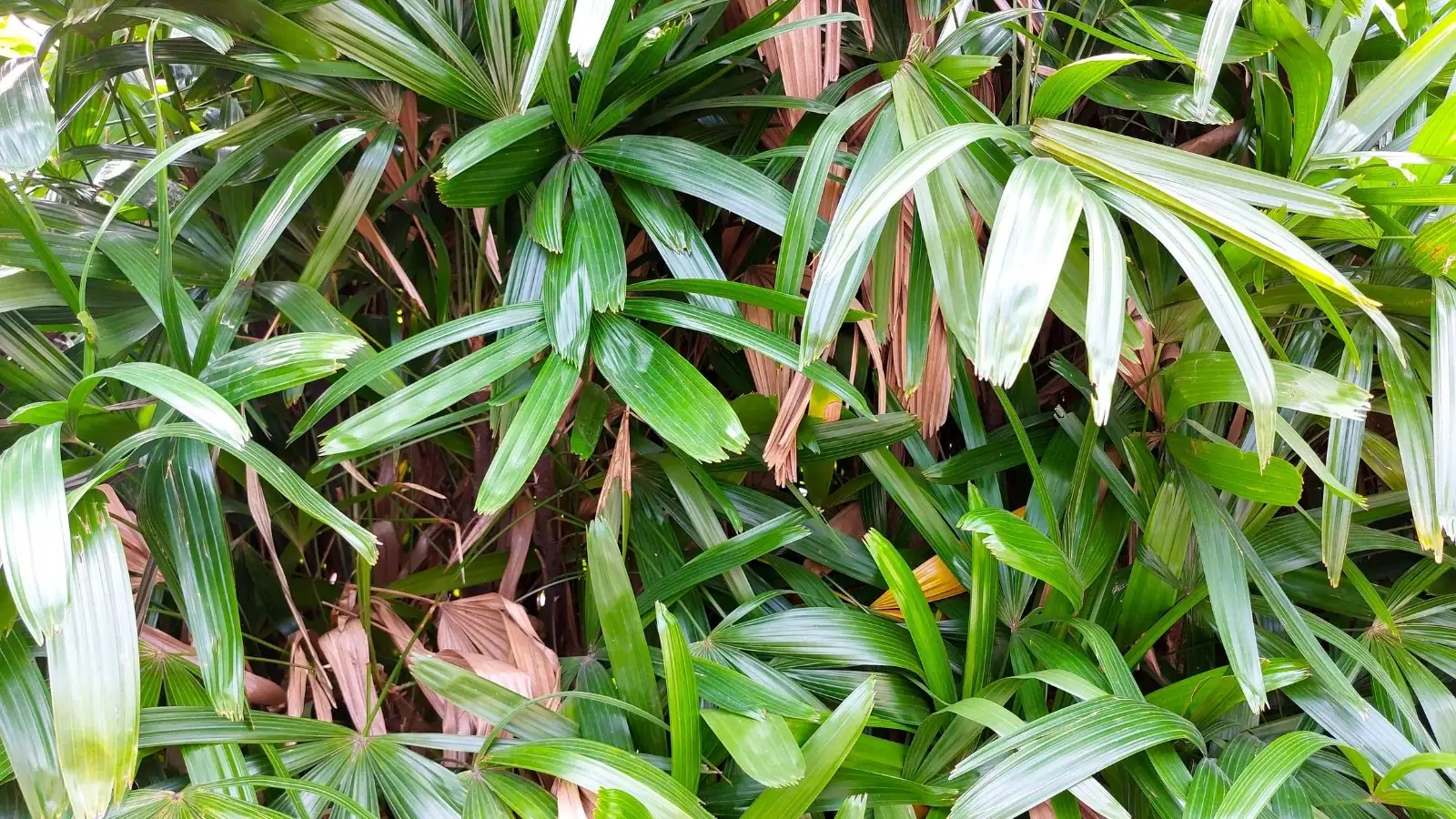 pruning rhapis excelsa leaves