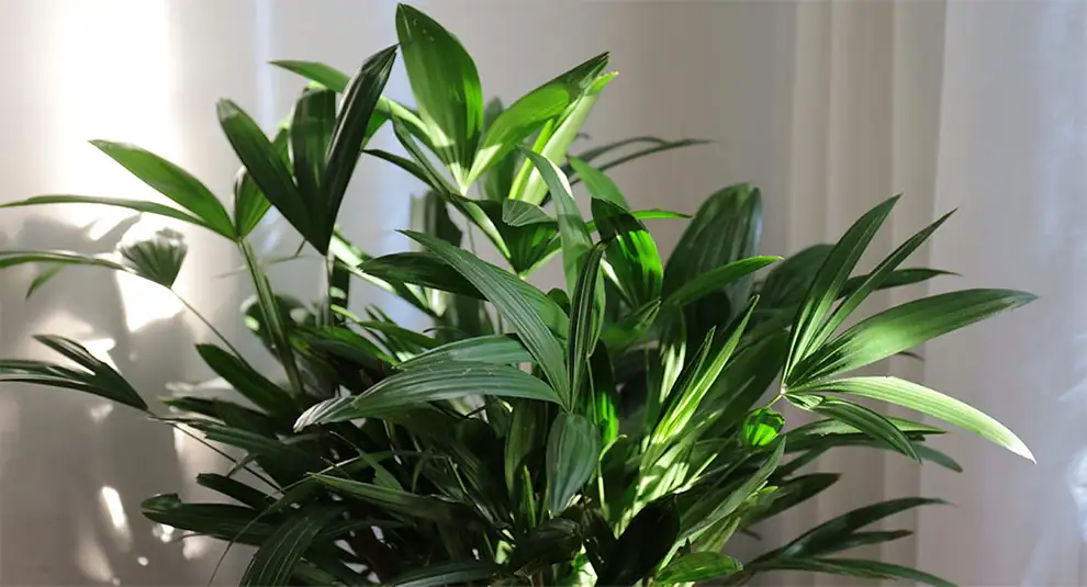 rhapis excelsa division process