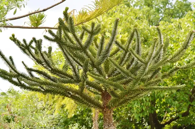 healthy rhapis excelsa plant