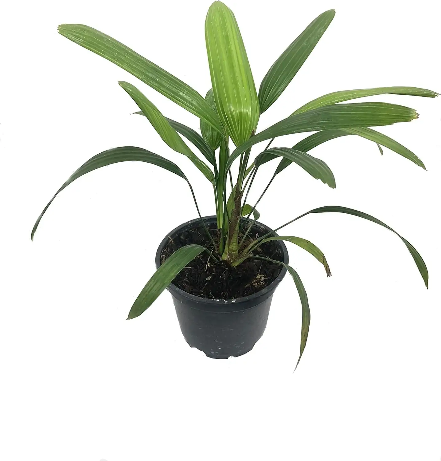 soil preparation for rhapis excelsa
