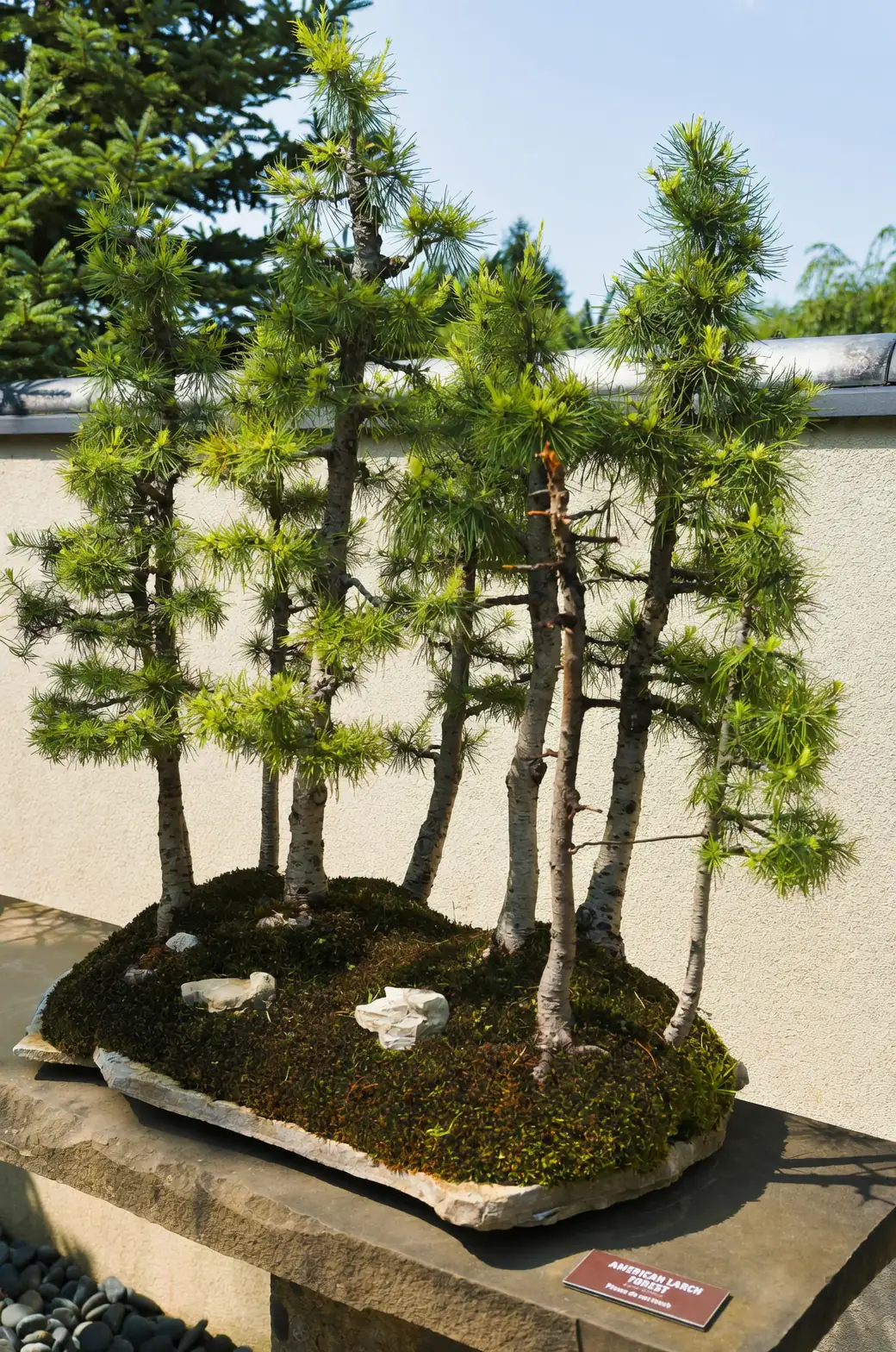 pruning rhapis excelsa bonsai