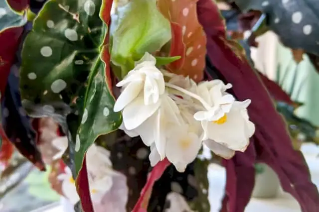 begonia maculata sunlight exposure
