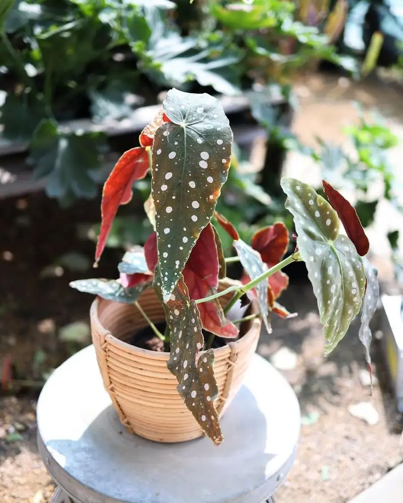 begonia maculata fertilizing process