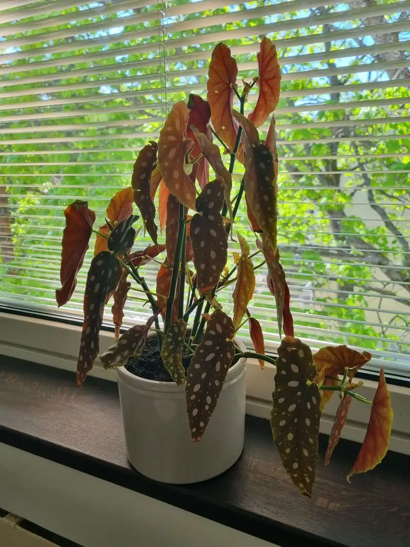 begonia maculata pruning support