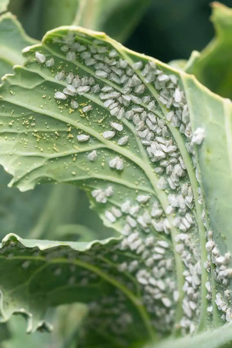 whiteflies on plant