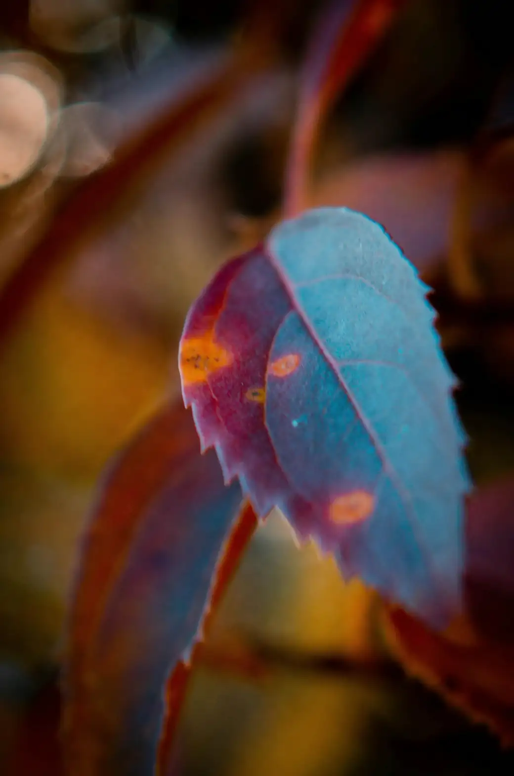 leaf spot disease on begonia