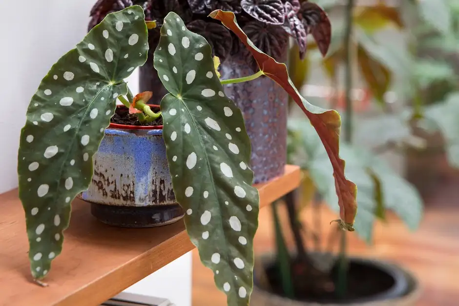 watering begonia plant indoors