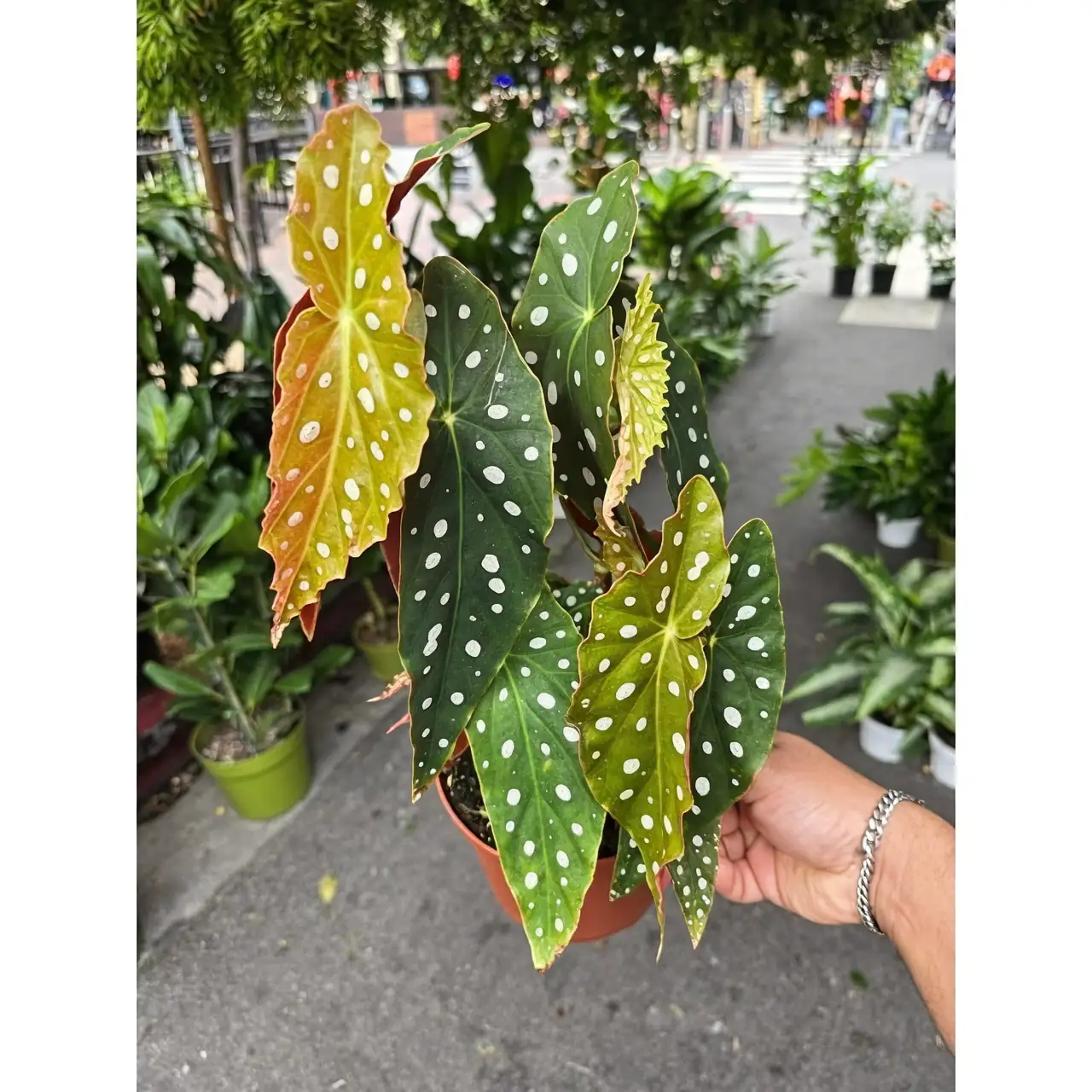 波点与翅膀：揭秘波尔卡圆点秋海棠的奇趣特性