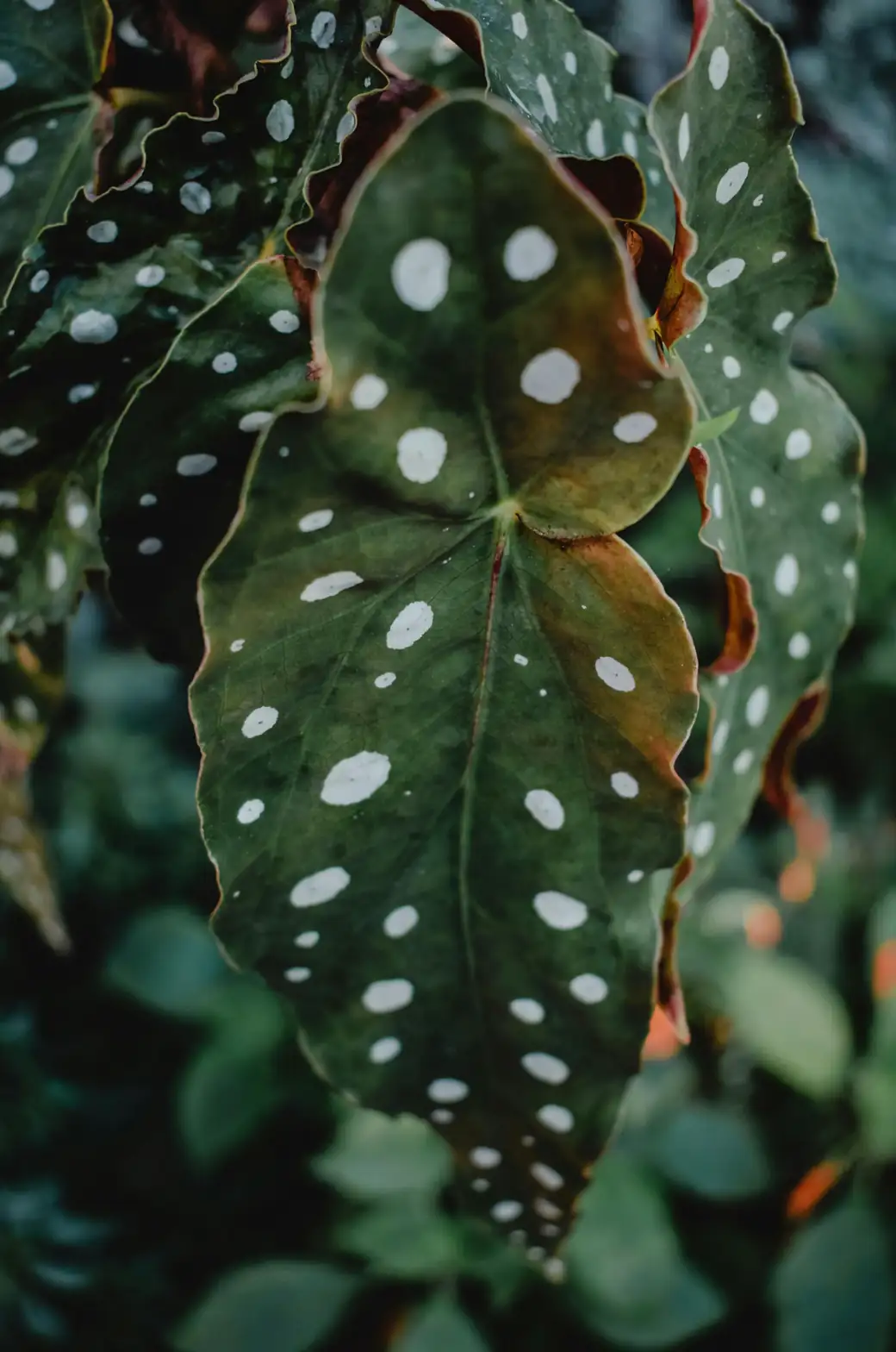 begonia maculata leaf close-up