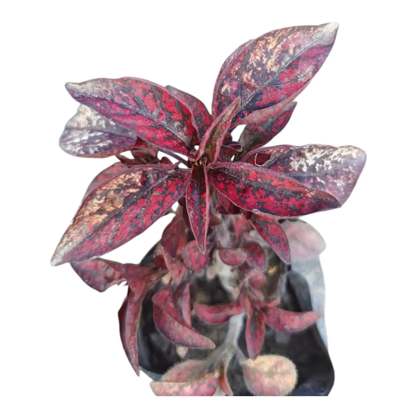 polka dot begonia office desk