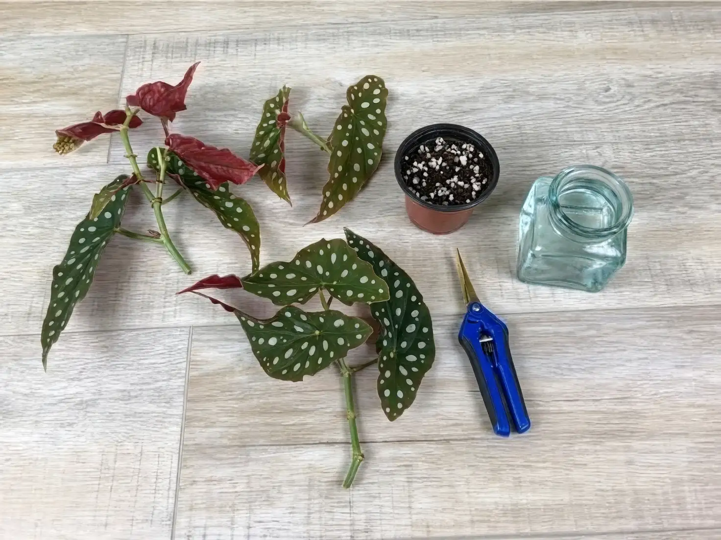begonia cutting in water jar