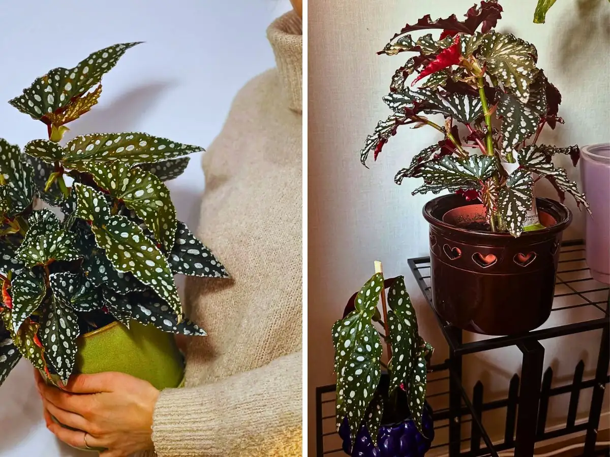 begonia in bright indirect light
