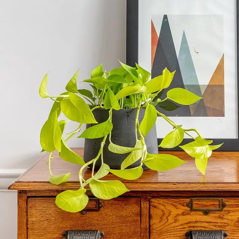 pothos in living room