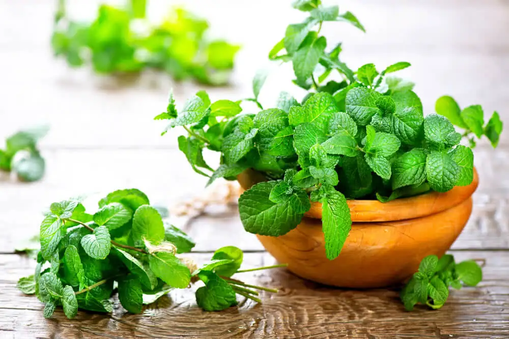 mint plant in kitchen