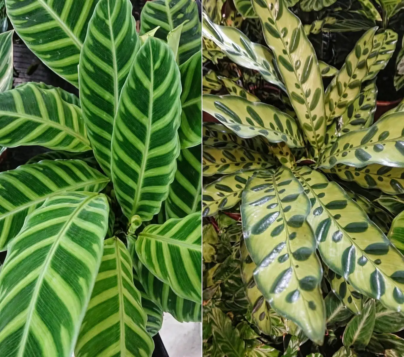 calathea lancifolia leaves
