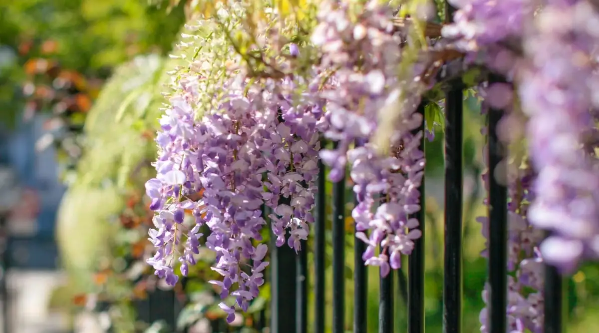 wisteria sunlight exposure