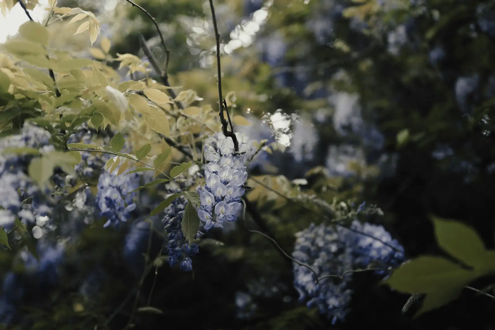 wisteria pruning process
