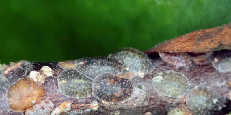scale insects on wisteria leaves