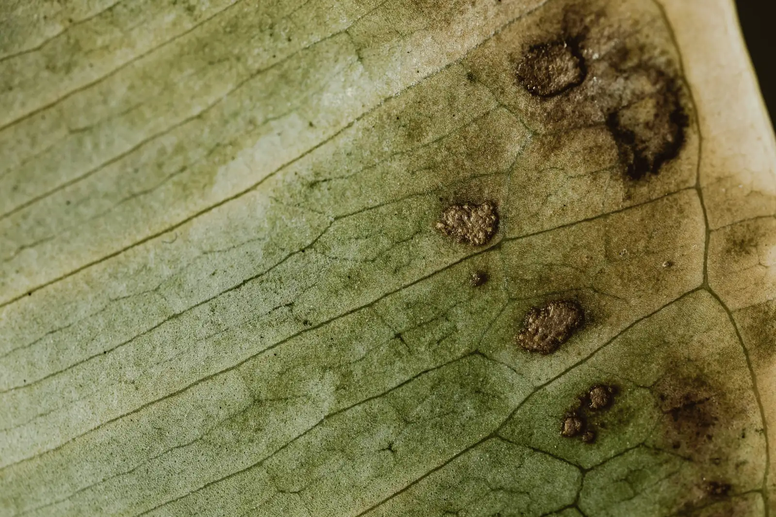 leaf spot disease on wisteria