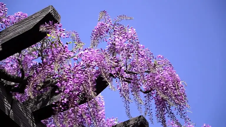 wisteria folklore love story