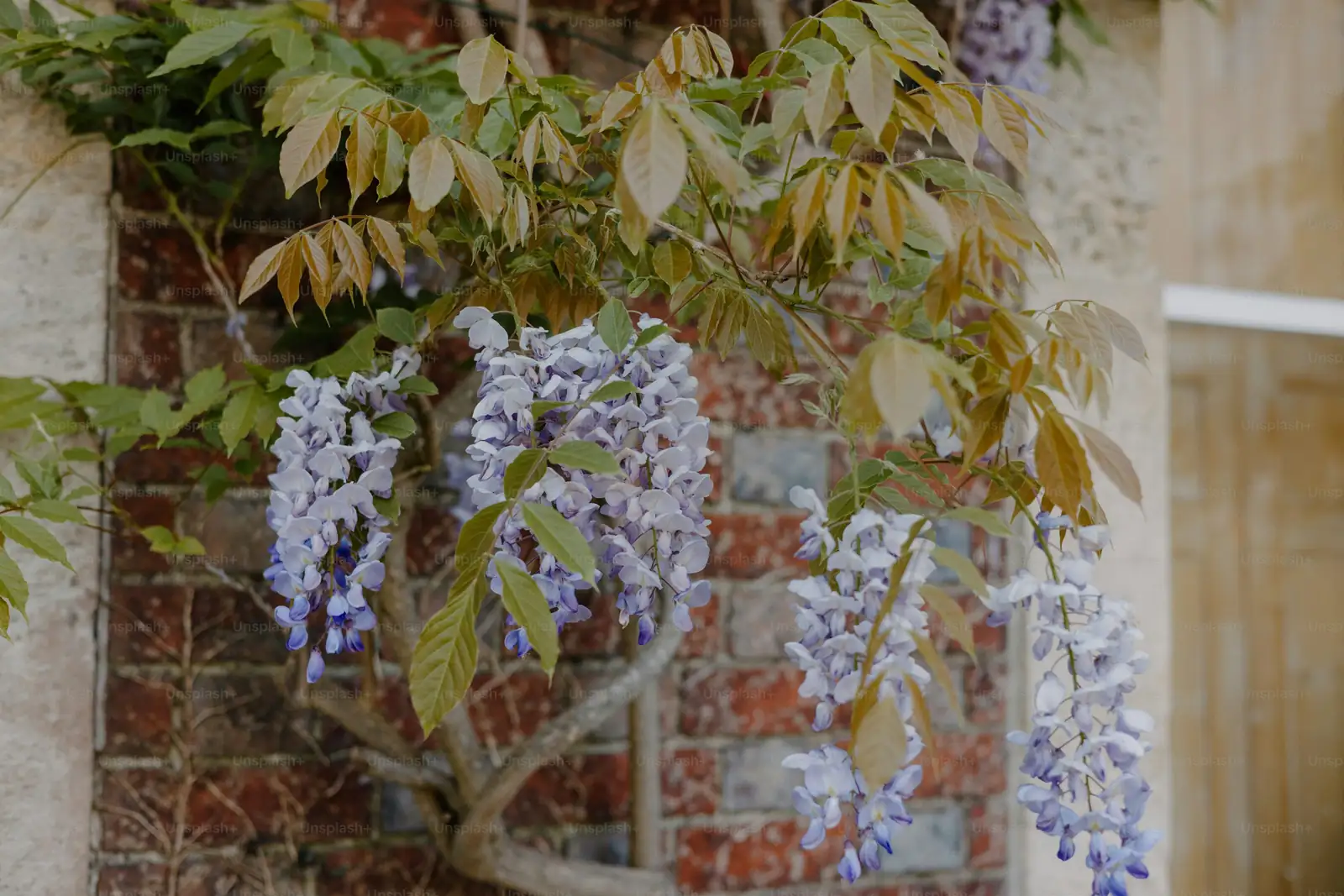 wisteria vine counterclockwise
