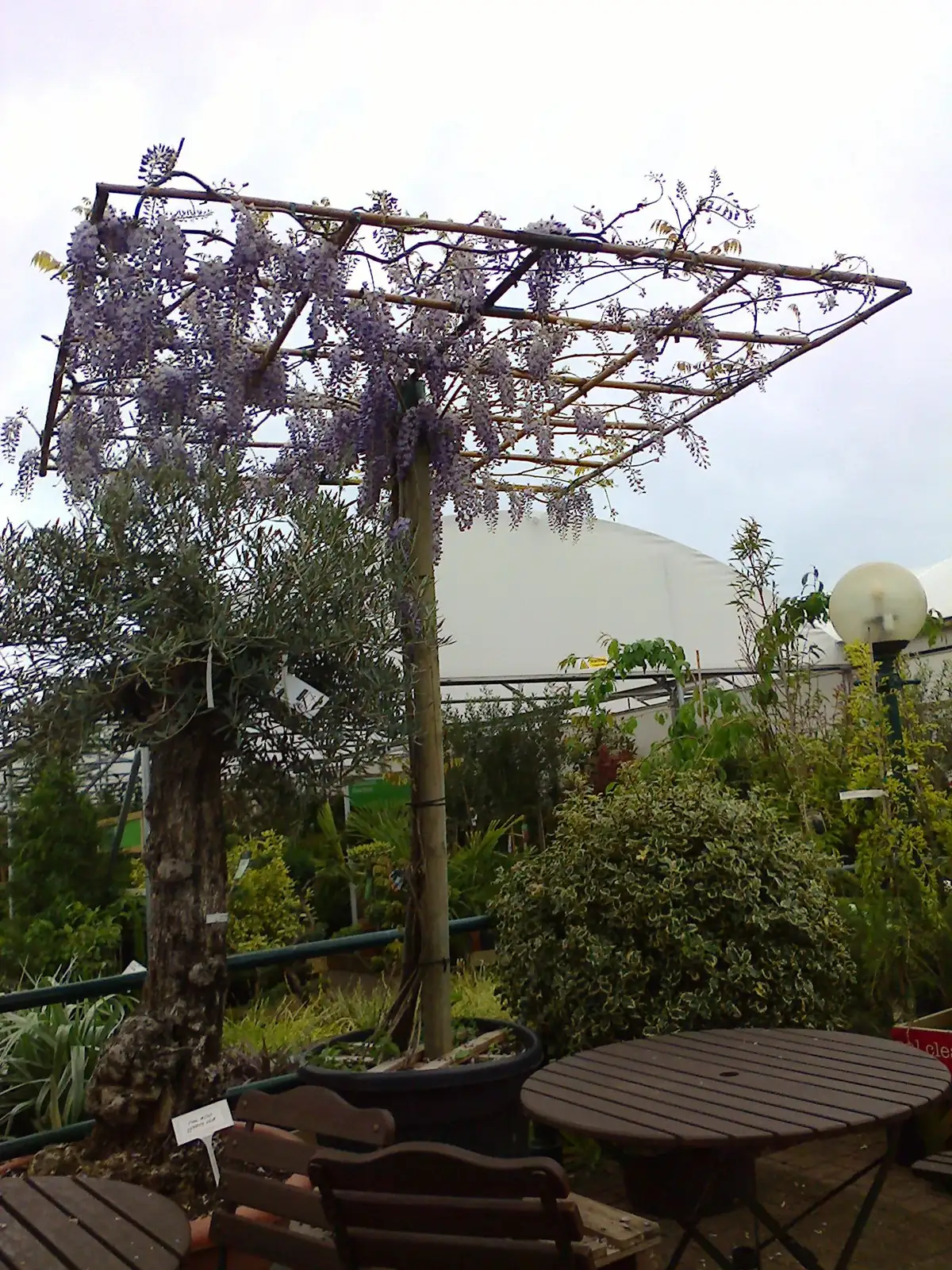 wisteria on garden trellis