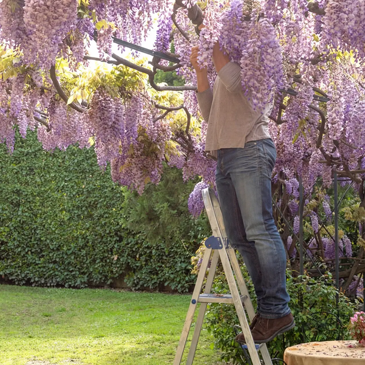 wisteria pruning and support