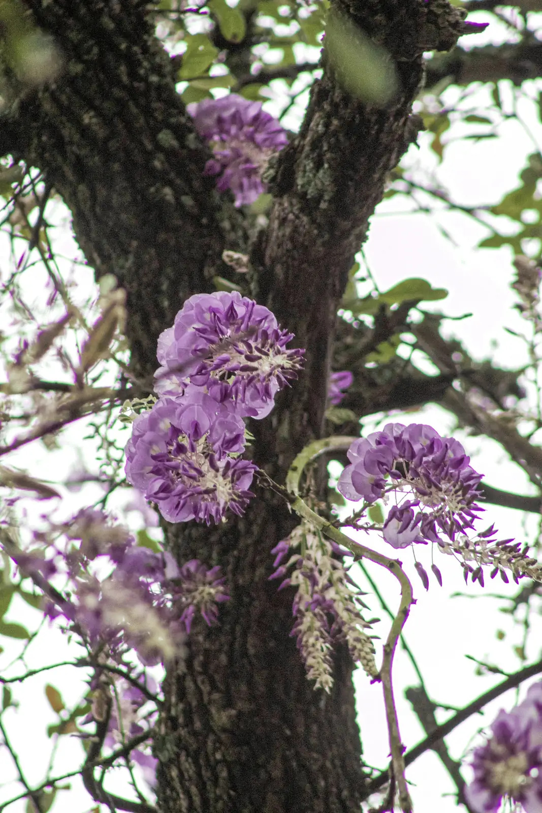 making wisteria flower pastry