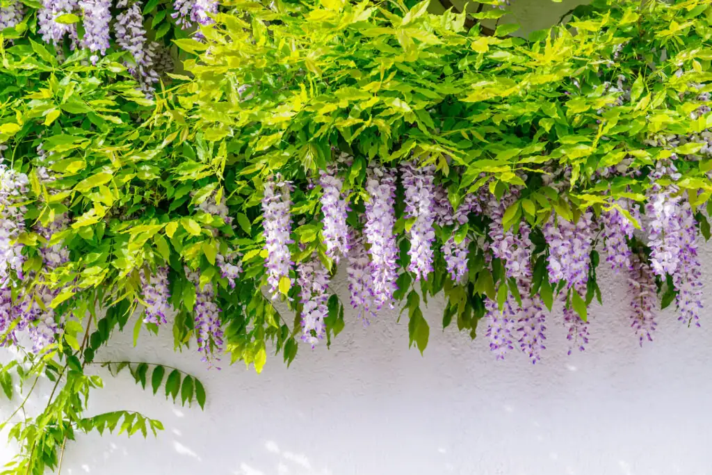 wisteria flower safety handling