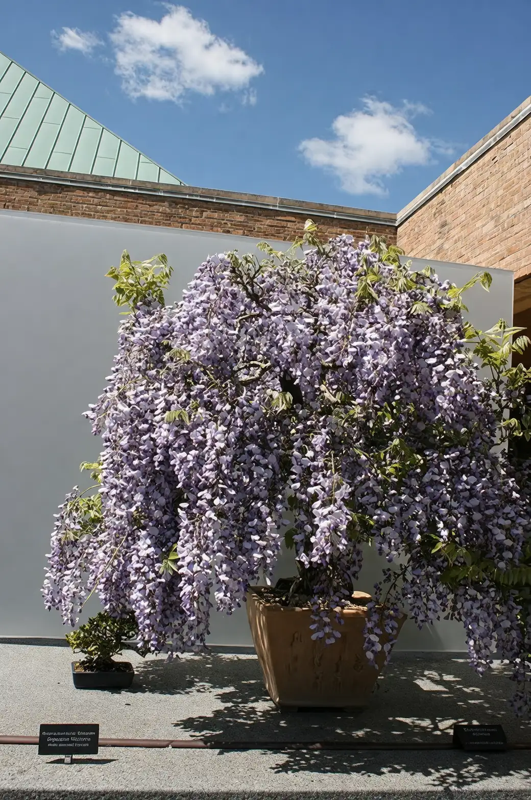 wisteria cutting propagation