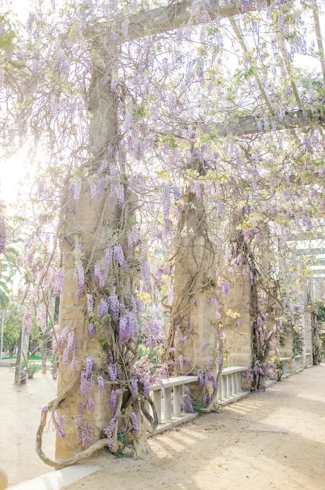 紫藤与家居设计：如何利用紫色魅力点缀空间