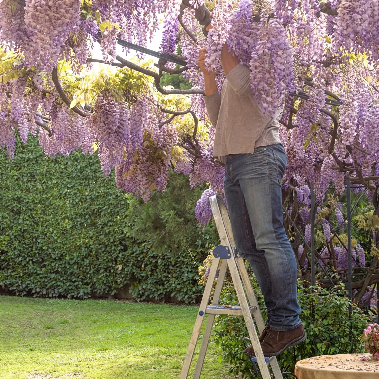 wisteria care pruning