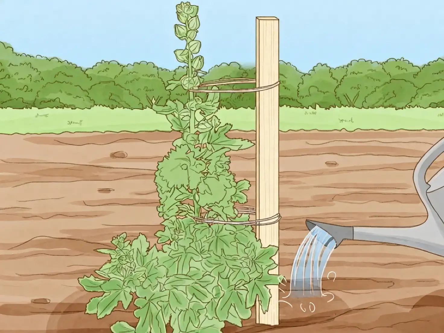 watering hollyhock base