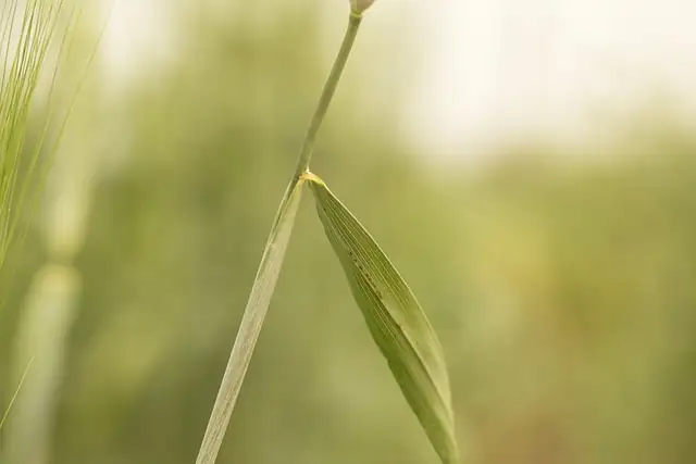 hollyhock rust disease leaves