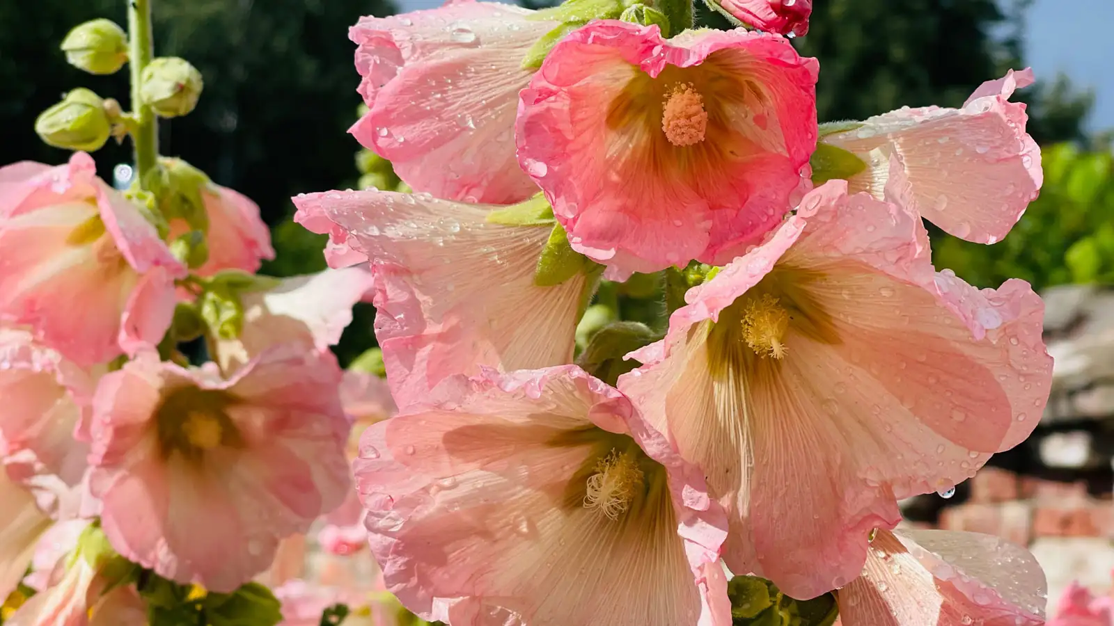 hollyhock plant care watering