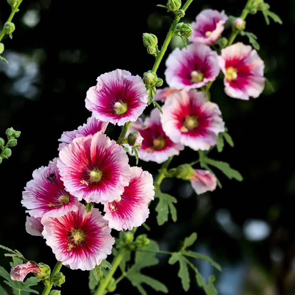 hollyhock potted balcony