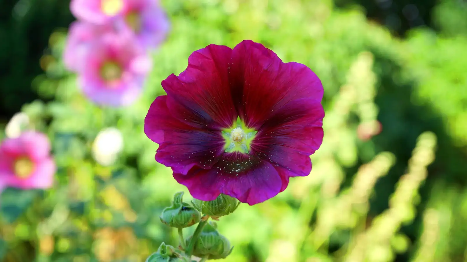 hollyhock flower close-up colors