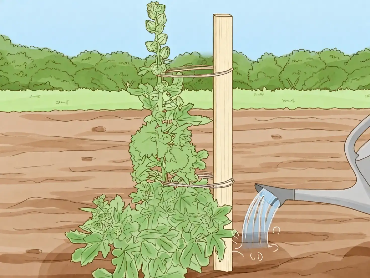 hollyhock garden care watering