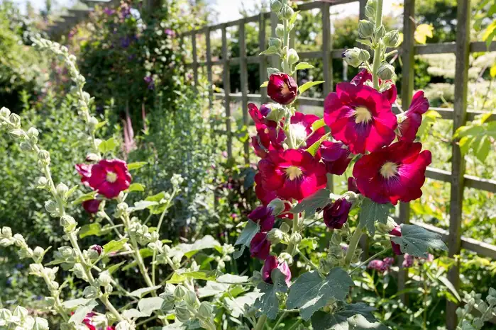 hollyhock colorful garden border