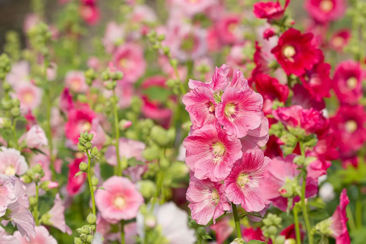 hollyhock mixed flower bed