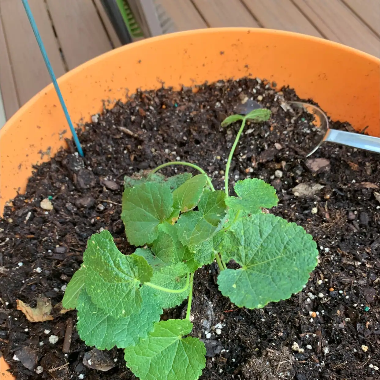 hollyhock cutting propagation