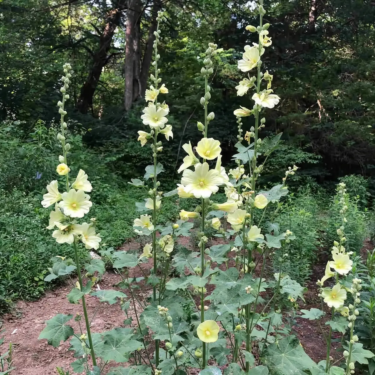 hollyhock rust disease
