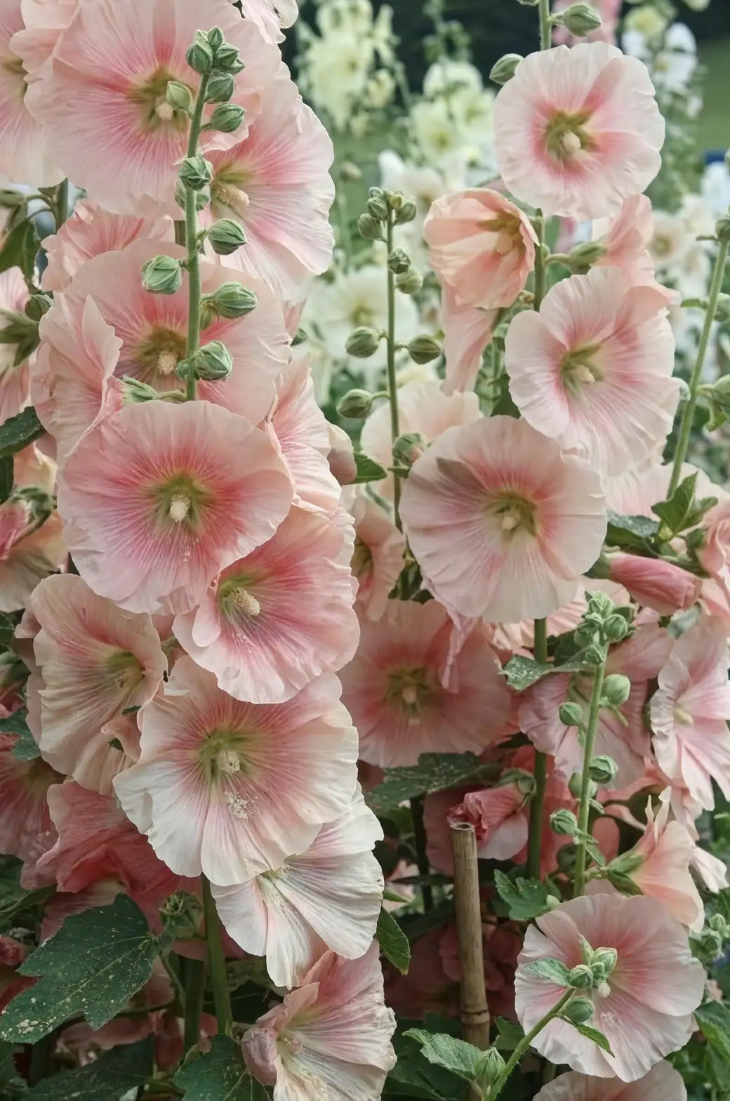 petunia hollyhock sunny garden
