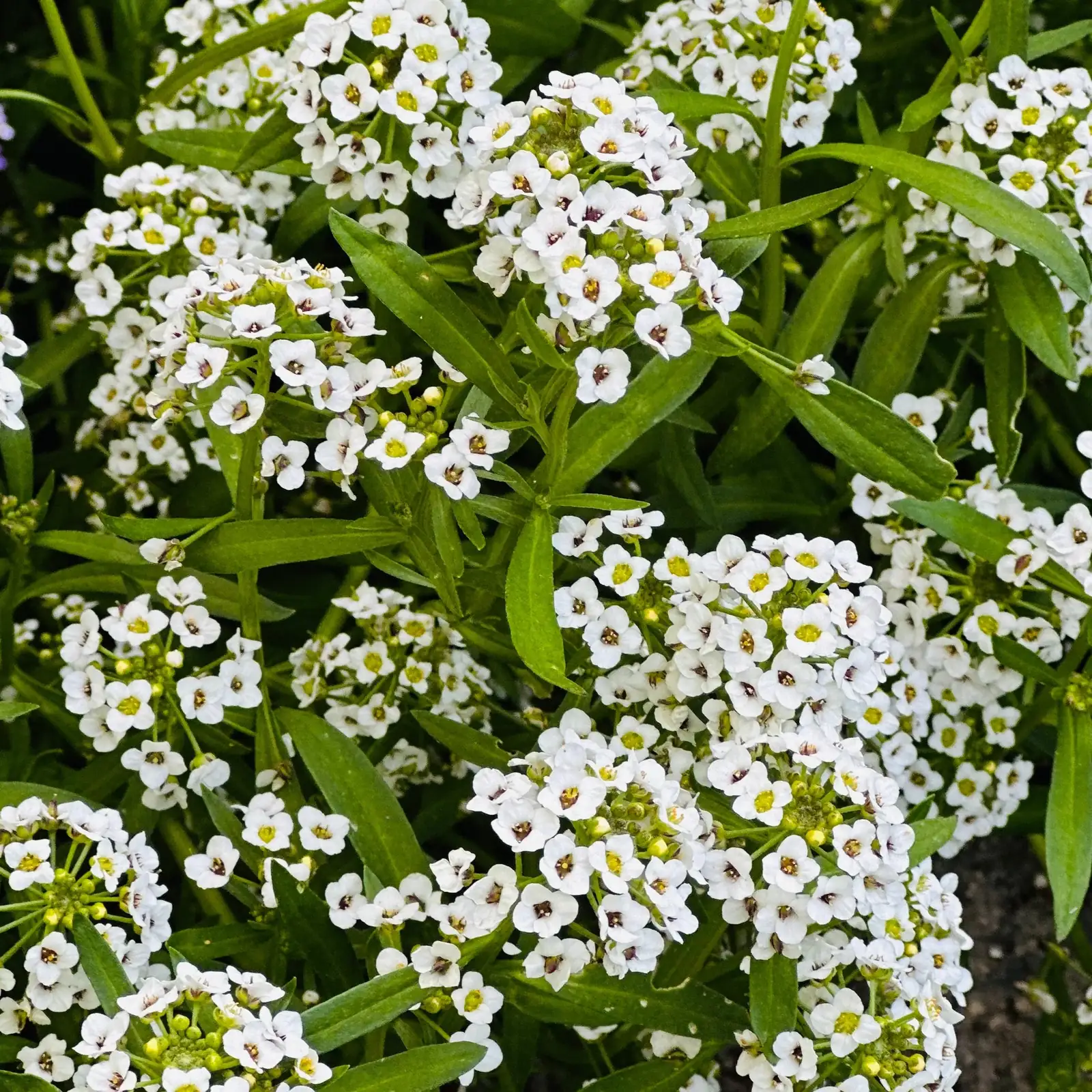 alyssum under hollyhock