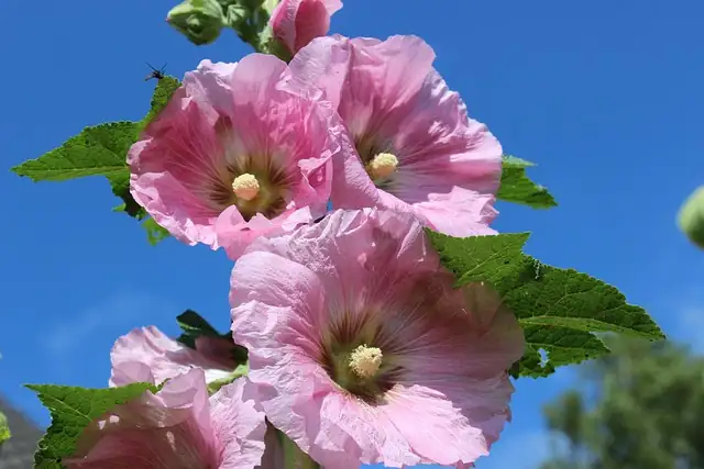 dahlia hollyhock garden